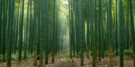 Towering green bamboo stalks in Kyoto Japan forest
